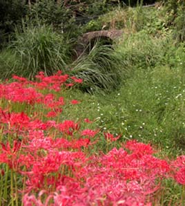 森林公園のヒガンバナ行列070916