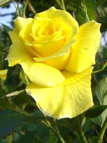 道の駅めぬまアグリパークのバラ・５