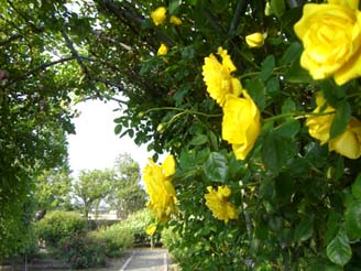 道の駅めぬまアグリパークのバラ・６