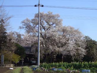 安楽寺の桜・３