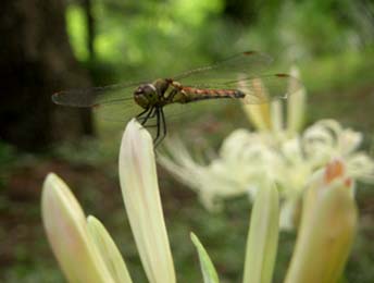 森林公園の白ヒガンバナとトンボ070916