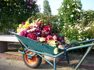 道の駅めぬまアグリパークのバラ・７