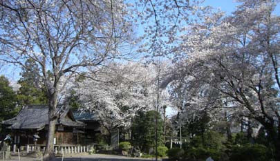 東別府神社の桜・１