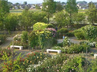 道の駅めぬま・バラ園を上から