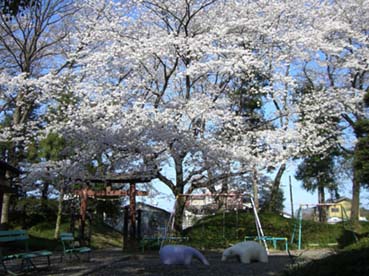 東別府神社の桜・２
