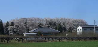東別府神社の桜・３