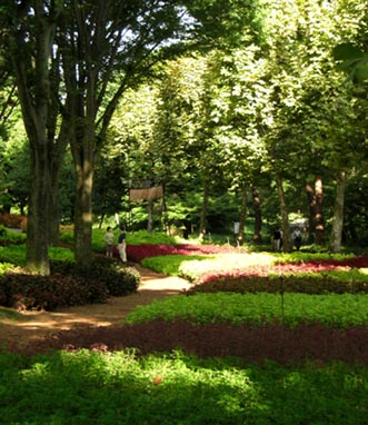 森林公園コリウスガーデン・２