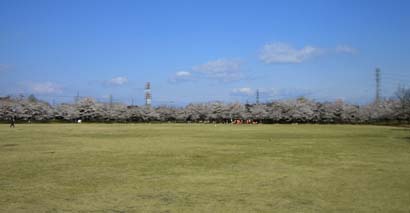 別府沼公園の桜070405・２