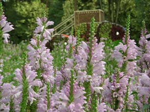 森林公園コリウスガーデン・３