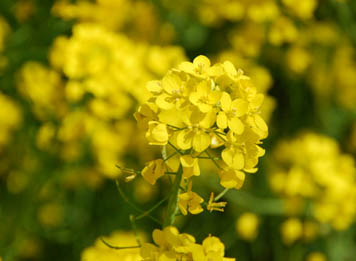 切所沼の菜の花