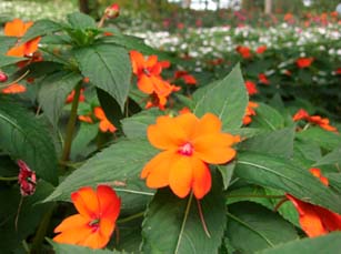 森林公園コリウスガーデン・４