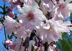 別府沼公園・桜熊谷