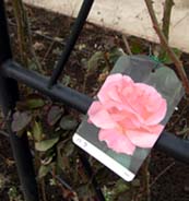 フォレスト　アーチ２