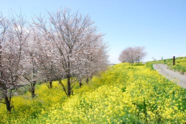 切所沼の桜と菜の花0804・２