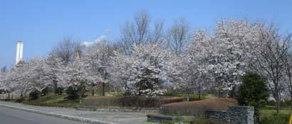 別府沼公園の桜070405・３