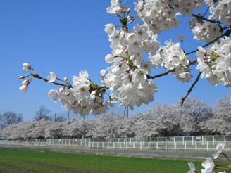 別府小学校の桜