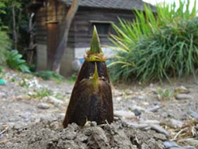 たけのこ・２