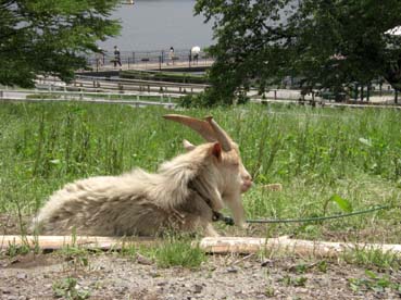 りんどう湖のヤギさん