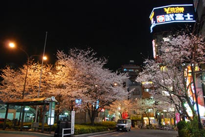 駒込駅前の桜