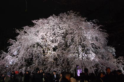 六義園のしだれ桜・２