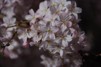 六義園のしだれ桜・３