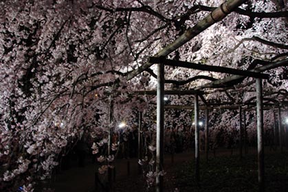 六義園のしだれ桜・４