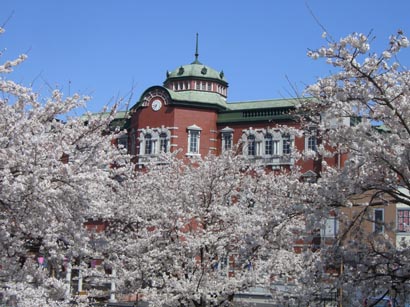 深谷駅と桜