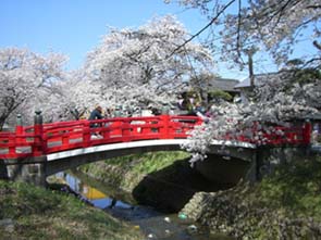 上唐沢川の桜と橋070405・１