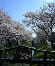 上唐沢川の桜と橋070405・２