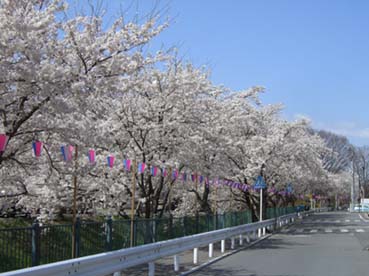 上唐沢川の桜070405・２