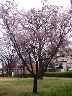 駅南口の直実桜