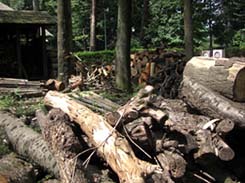 小金井公園・３