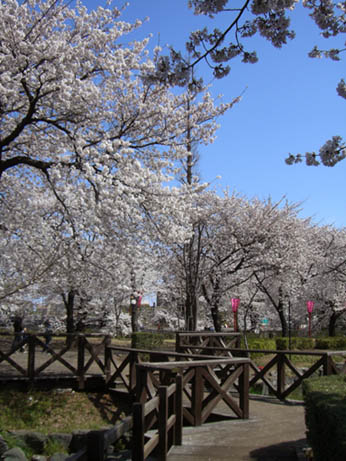 下台池公園の桜070405・１