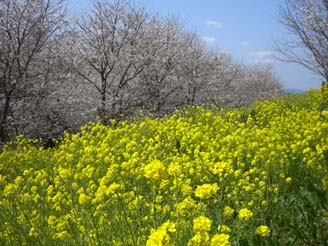 切所沼付近の桜と菜の花・２