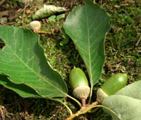 小金井公園・５