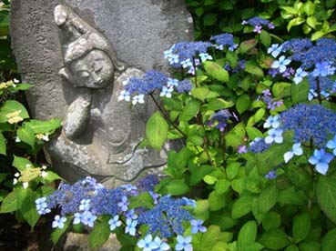あじさい寺070603・３
