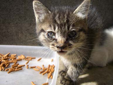 子猫ふたたび・２