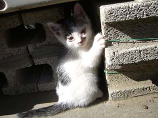 子猫ふたたび・３