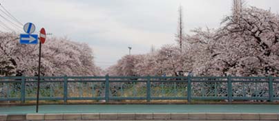 深谷駅前の桜080330・３