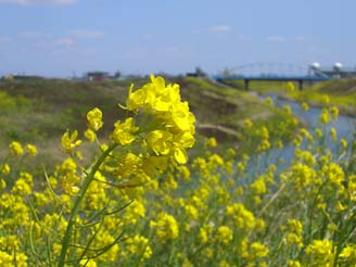 桜ﾘﾊﾞｰｻｲﾄﾞﾊﾟｰｸ・３