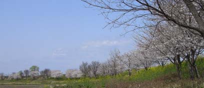 桜ﾘﾊﾞｰｻｲﾄﾞﾊﾟｰｸ・４