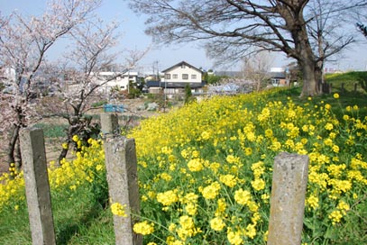 妻沼　菜の花１