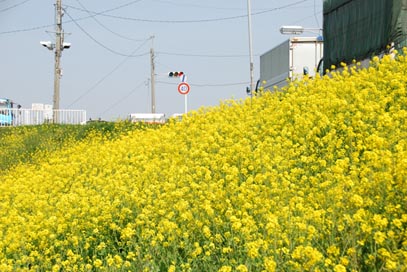 妻沼　菜の花２