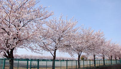 妻沼　小学校の桜