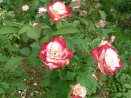 花フェスタ秋ばら09年9月 031.jpg