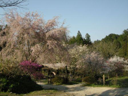 桜の競演.jpg