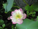 CA390018.jpg