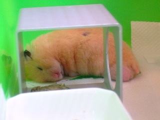 sora&pon&huta&dakota 163-1.jpg