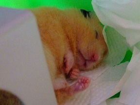 sora&pon&huta&dakota 188-1.jpg