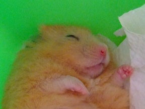 sora&pon&huta&dakota 203-1.jpg